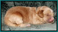 Rina REagan pups 1 wk old 221