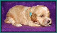 Rina REagan pups 2 wks old 251