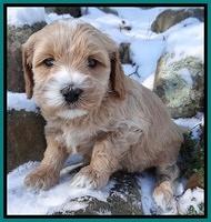 Rina REgan pups 5 wks old 201