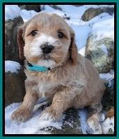 Rina REgan pups 5 wks old 211