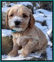 Rina REgan pups 5 wks old 221