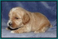 Rina Reagan pups 3 weeks old 070