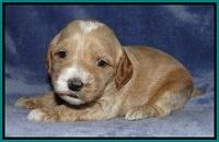 Rina Reagan pups 3 weeks old 073