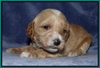 Rina Reagan pups 3 weeks old 075