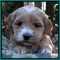 Rina Reagan pups 4 wks old 241