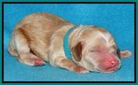 Rina Reagan pups newborn 211