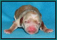 Rina Reagan pups newborn 231
