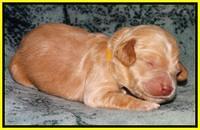 Rina REagan pups 1 wk old 231