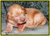 Rina REagan pups 1 wk old 241