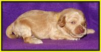 Rina REagan pups 2 wks old 281