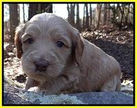 Rina Reagan pups 4 wks old 261