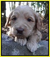 Rina Reagan pups 4 wks old 271