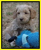 Rina Reagan pups 6 wks old 471