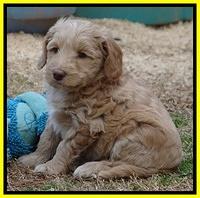 Rina Reagan pups 6 wks old 481