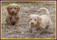 Rina Reagan pups 6 wks old 711