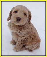 Rina Reagan pups 7 wks old 391