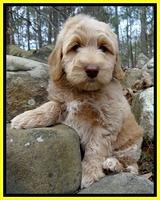 Rina Reagan pups 8 wks old 1 019