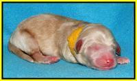 Rina Reagan pups newborn 251