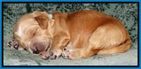 Rina REagan pups 1 wk old 261