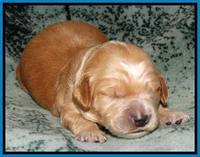 Rina REagan pups 1 wk old 281