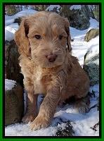 Rina REgan pups 5 wks old 311