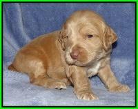 Rina Reagan pups 3 weeks old 099