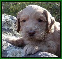 Rina Reagan pups 4 wks old 341