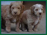 Rina Reagan pups 6 wks old 571
