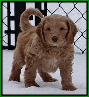 Rina Reagan pups 7 wks old 431