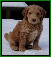 Rina Reagan pups 7 wks old 451
