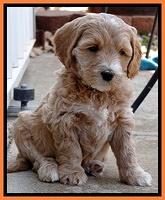 Rina Reagan pups 6 wks old 601