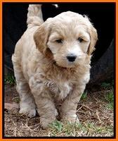 Rina Reagan pups 6 wks old 621