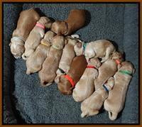 Rina REagan pups 1 wk old 331
