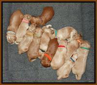Rina REagan pups 1 wk old 341
