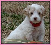 Sparkle TExas pups 5 wks old 431
