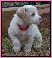 Sparkle TExas pups 5 wks old 461