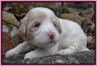 Sparkle Texas pups 3 wks old 21