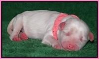 Sparkle Texas pups newborn 41