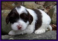 Sparkle Texas pups 3 wks old 51
