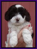 Sparkle Texas pups 6 wks old 31