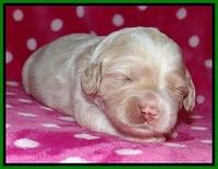 Sparkle TExas pups 2 wks old 063