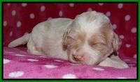 Sparkle TExas pups 2 wks old 064