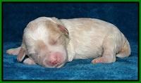 Sparkle Texas pups 1 wk old #1 018