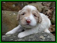 Sparkle Texas pups 3 wks old 71