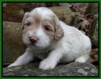 Sparkle Texas pups 3 wks old 81