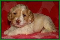 Sparkle Texas pups 4 weeks old 91