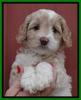 Sparkle Texas pups 6 wks old 121