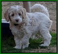 Sparkle Texas pups 7 wks old 331