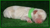Sparkle Texas pups newborn 151