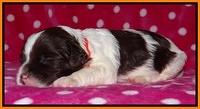 Sparkle TExas pups 2 wks old 069